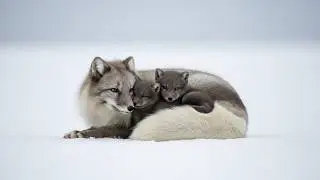 Arctic Fox: Incredible Survival - Cubs, Hunting & Extreme Cold
