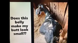 Snips 'N Snaps #14 - Bring in 2026 with some pictures and video snips! plus a silly goat at the end!