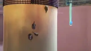 ダンゴウオ　Lumpfishes　Lethotremus awae