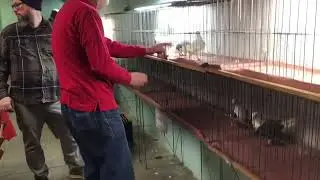Jon Judging Saddle Homers at FairCount Pigeon Club Show.