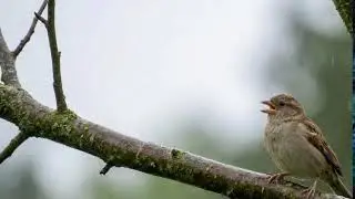 VIRAL ANIMAL (AI Wildlife Simulation)