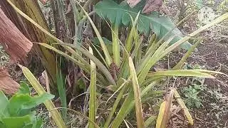 U Saru wa Thung da || ka Lud wa nga