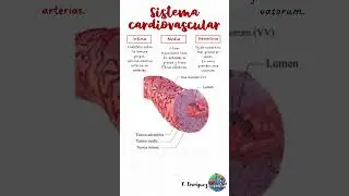 Conoce la histolog&iacute;a general del sistema cardiovascular  #histology #medstudent #biology #anatomia