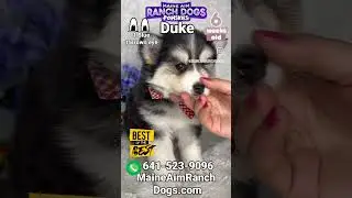Meet Duke: The Adorable 6-Week-Old Pomsky Puppy with a Perfect Husky Mask!