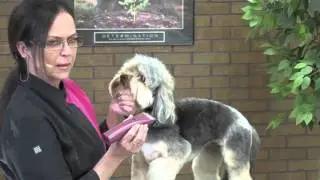 Dog Grooming - How to Create a Stylish Salon Trim with Ease on a Charming Mixed Breed