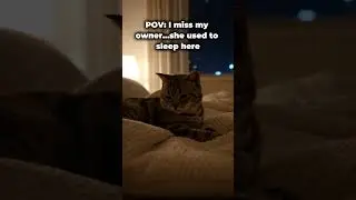 POV:  I miss my owner...she used to sleep here #cat