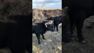 BULL CALF 18-4 & BEING MAULED BY COWS #workingmansrevolution #homestead #homesteading #farmanimals