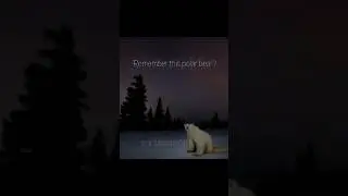 Polar Bear 2026 is here. (November) ⚫️