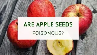 Apple seeds has amygdalin which released cyanide which is very harmful for your health 😲