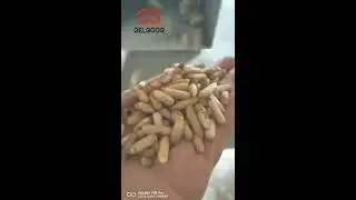 Pine Nuts Shelling Machine|Pine Nut Hulling Processing Machine cara@machinehall.com 008613015518550