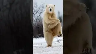 I made this video using AI that shows a polar bear dancing. #funny #memes #memeteam #newmemes
