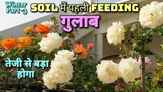 नए गुलाब में पहली feeding 👉गुलाब तेजी से बड़ा होगा #rose #rosefertilizer #roseflower