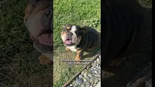 English Bulldogs Are Shapeshifters 🐶 #shorts #englishbulldog #dog #bulldog #dogshorts