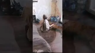 Амстафф Дос🐾Вечно усталый собакен😂 #staff #dog #sleep #video #shorts #russia #humor #lol