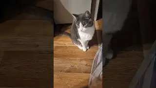 перезалив для тех кто #пропустиврек #cat #веселыекоты #прикольныекоты #видосыоткота #котбарон #кот 😻
