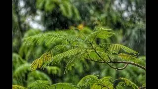 Rainforest Rain Sound Effect (no copyright) FX