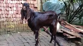 বাদশার পাগলামি।।প্রতিদিন এদের পিছনে কতটুকু সময় ব্যয় করতে হয়।।King's Madness।@RafiGoatFarm