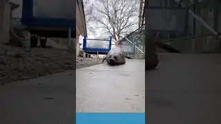 Funny bouncing seal #shorts funny tiktok