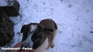 Hundsamarit - Partos - Adopterad