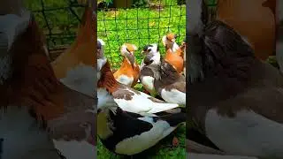 #birds #pigeonlaver #bird