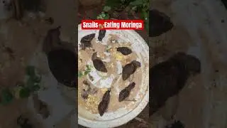Snails eating Moringa #snailfarming #feedshorts #animals