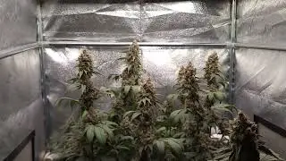Lemon Haze, Orange Juice & Raspberry Parfait: Garden Update Ep#12