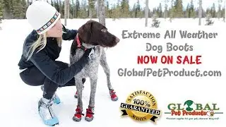 dog supplies online right in the USA dog supplies online