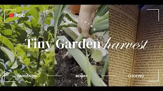 ~ Reading and Gardening Vlog ~ Harvesting ~ Baking raspberry yogurt cake ~ Favourite short novel