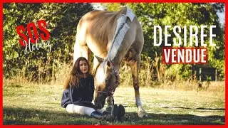 ÉPISODE 3 : SOS HELORZ #2 DÉSIRÉE VENDUE, COMMENT SURMONTER LA VENTE D'UN CHEVAL IMPORTANT ?