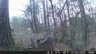 🦌✨ Neighborhood Trail Adventures! ✨🦌