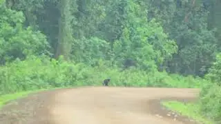 The black-coated&nbsp;leopard by Ethiopian wildlife by Aziz Ahmed