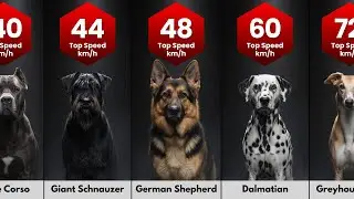Fastest Dog Breeds in the World! (2026 Edition )