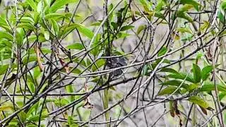 Tit-Tyrant Black crested 186