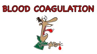 Blood clotting