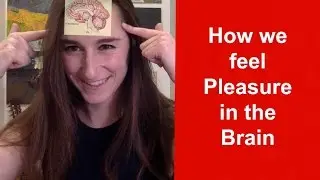How Our Brains Feel Pleasure (Pleasure in the brain)