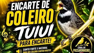coleiro Tui Tui cantando alto -- para encartar filhote#aves