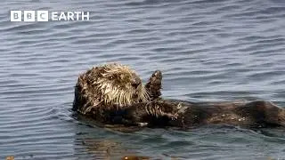 How Do Otters Insulate Themselves? | BBC Earth