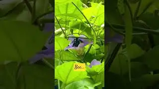 A large buzzing insect❤️