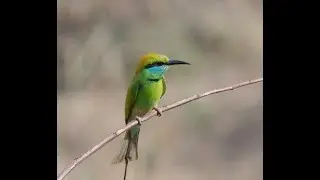 Asian Green Bee-Eater on a swaying branch
