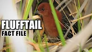Flufftail&nbsp;Facts: a FLUFFY BUM 🍑 Aniaml Fact Files