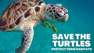 Why Sea Turtles Matter to Sri Lanka | Protect Our Ocean Life | 4K UHD