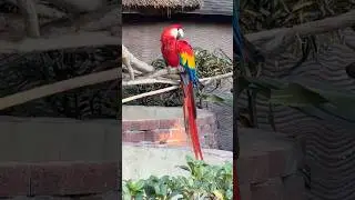 Travel: Lion Country Safari Scarlet Macaw #shorts
