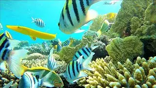 Relaxation in static camera on a Red Sea reef.