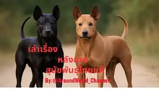 เล่าเรื่อง หลังอานสุนัขพันธุ์ไทยแท้