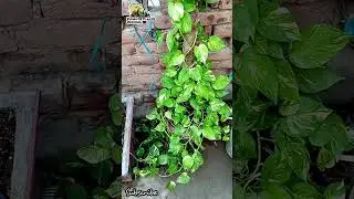 Most Beautiful Plants | Money Plant Beauty in Pakistan | Views of Places Official | #shorts