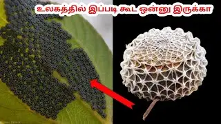 Adonis Blue Butterfly || world different butterfly || ant friendly  butterfly || Disc shape eggs