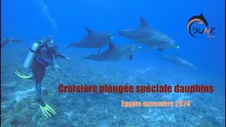 Croisière plongée spéciale dauphins en Egypte
