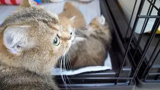 Cute little kitten, a bit grumpy after being woken up by Mom Cat and her siblings...