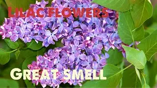 0ur Lilac Flowers:Symbolism & Colors- Every Spring I'm always excited for our Lilac flowers to boom.