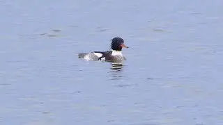 4K Szlachar - samiec (tokujący!) / Male red-breasted merganser displaying / Mergus serrator